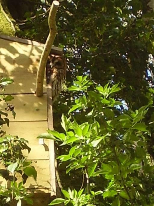 Luxury tent 'morris' The Shepherd's Hut And Woodland Hot Tub Experience *